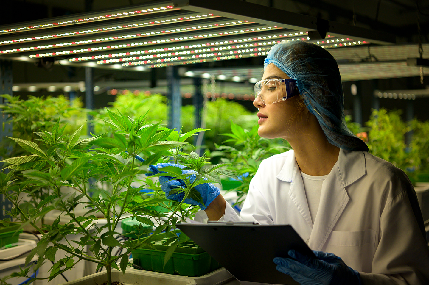 How RFID Is Streamlining the Cannabis Industry