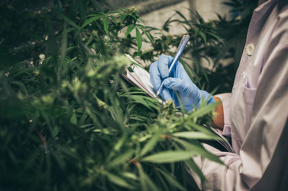 Cannabis quality control — Cannabis Gardener checking plants